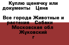 Куплю щенячку или документы › Цена ­ 3 000 - Все города Животные и растения » Собаки   . Московская обл.,Жуковский г.